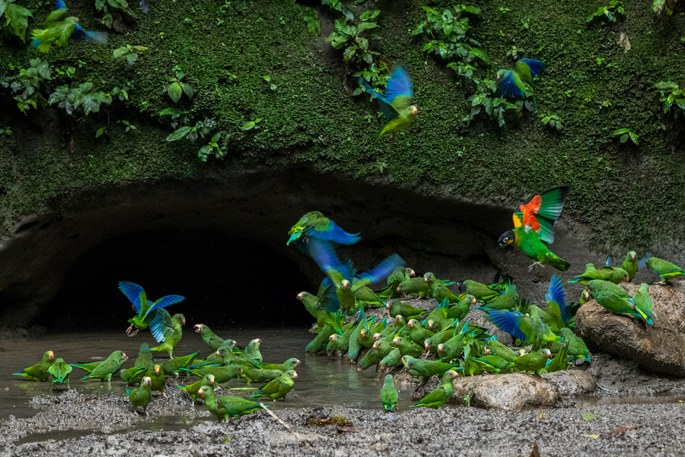 parrots in the Amazon rainforest