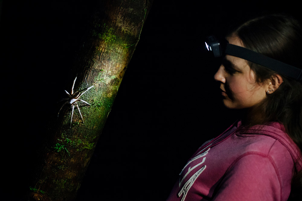 Rainforest Excursion experience
