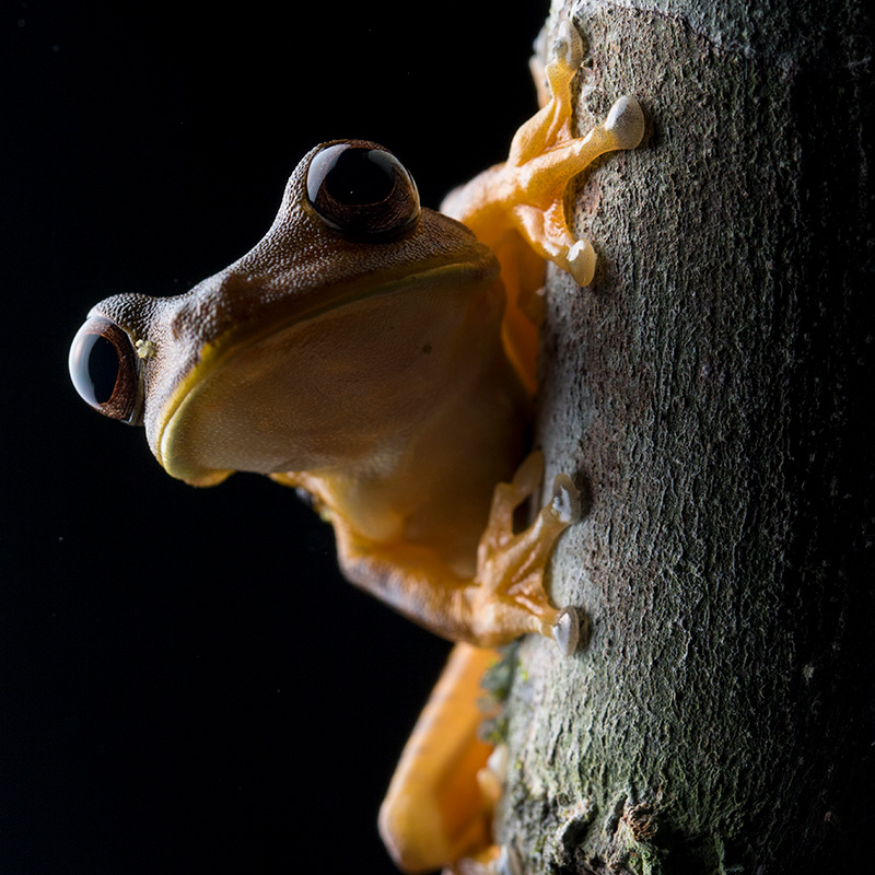 the tree frog