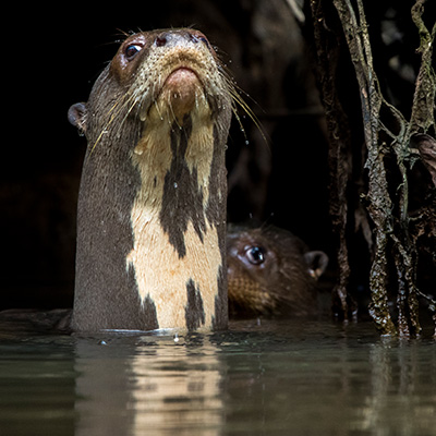 wildlife observation of