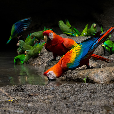 bird watching in Ecuador