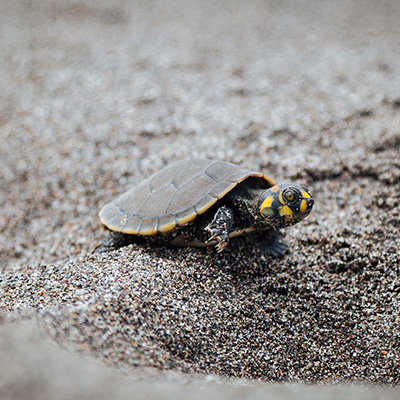 charapas turtles in Ecuador