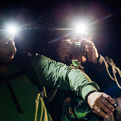 night experiences in the rainforest