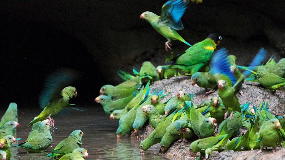 iconic bird species