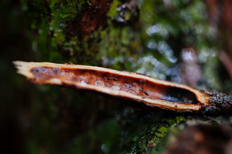 Duroia hirsuta