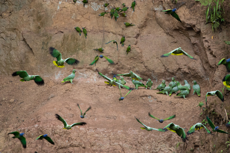Un espectáculo natural lleno de coloridos loros y periquitos