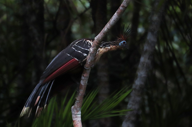 Hoatzin
