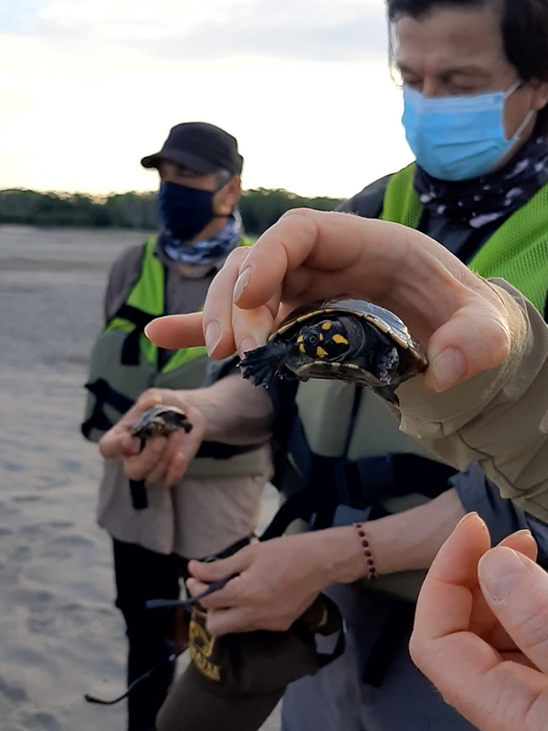 Programa de conservación de tortugas Charapas.