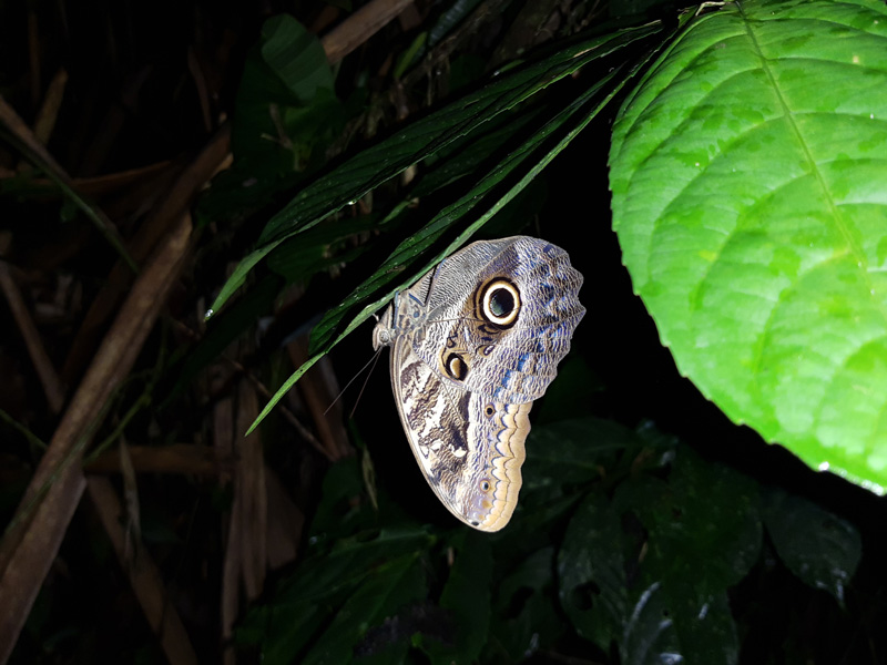 Mariposa Nocturna