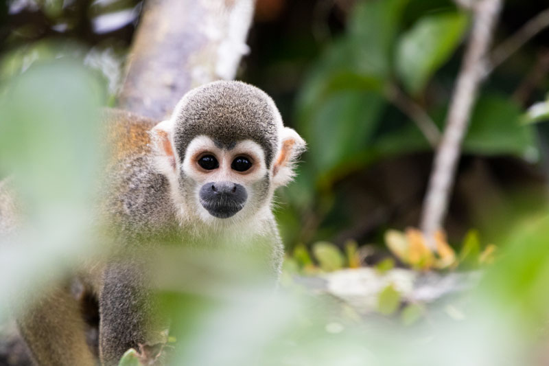 WCA-2021-Blogpost-Monkey-Yasuni