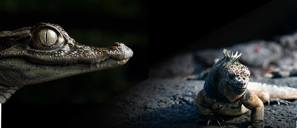 blog-banner-amazon